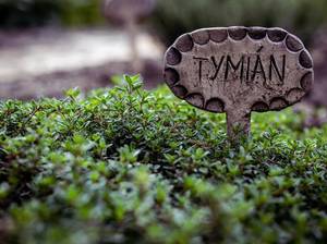 thymian-wasser
