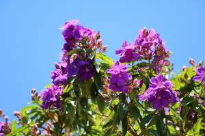 tibouchinas in der sonne