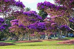 tibouchina baeume