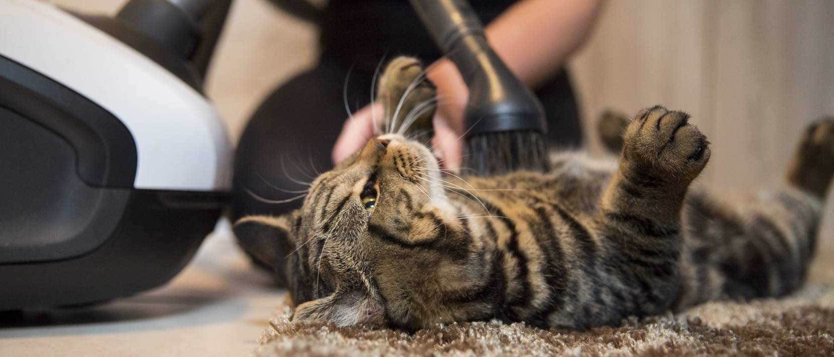 Tierhaarstaubsauger im Test & Vergleich: 2 klare Sieger! - heimwerker.de