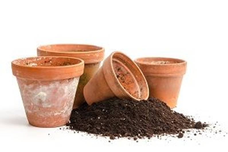 Pflanze Jelängerjelieber 3 Tipps für eine