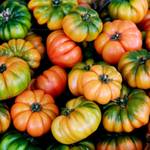 tomaten-anbauen-fleischtomate