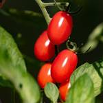 tomaten-anbauen-stabtomate
