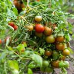 tomaten-anbauen-strauchtomate
