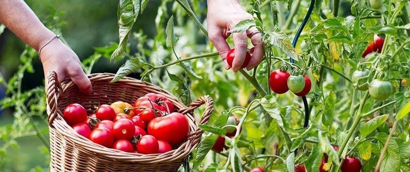 tomaten-anbauen