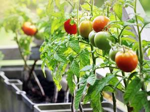 tomaten-anpflanzen-balkon
