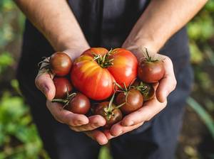 tomaten-ernten