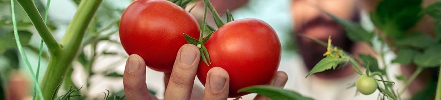 Gewächshäuser Produkte im Test & Vergleich 2025 heimwerker.de