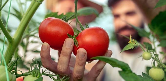 Gewächshäuser Produkte im Test & Vergleich 2025 heimwerker.de