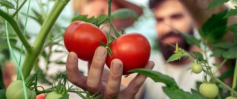 tomaten-gewaechshaus-bauen