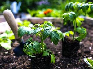 tomaten-jungpflanzen-anbauen