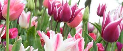 Tulpen – bunte Frühlingsboten