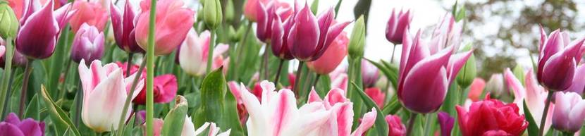 Tulpen Arten und Pflege