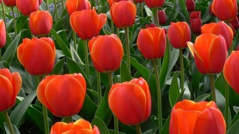 Bedeutung rote Tulpen