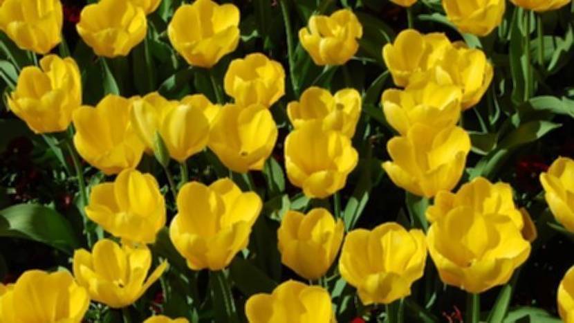 Bedeutung gelbe Tulpen