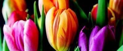 tulpen-1