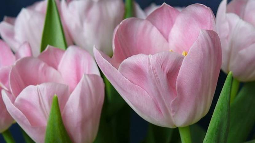 Bedeutung rosa Tulpen