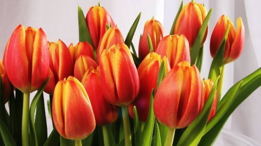 Bedeutung orange Tulpen