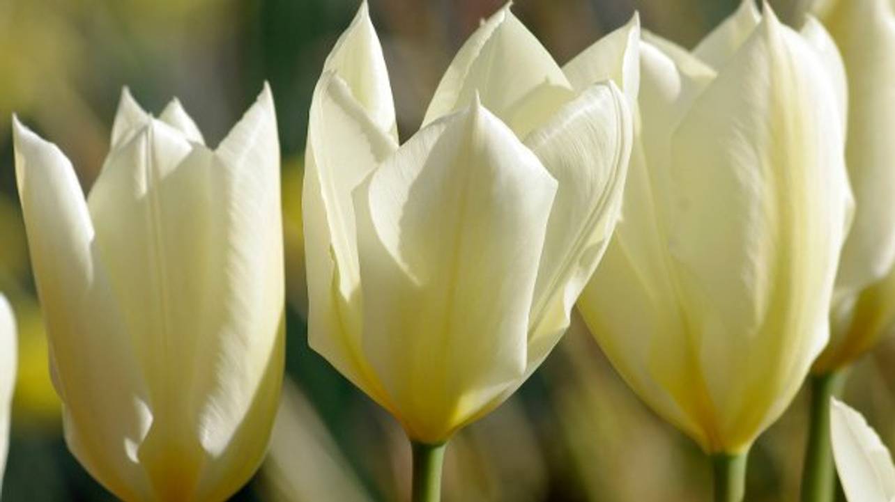 Wunderschne Weisse Tulpen Bedeutung Bild