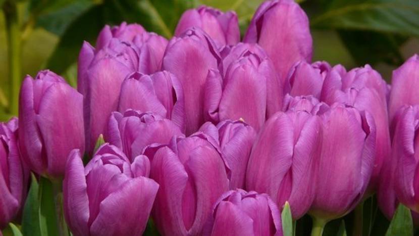 Bedeutung violette Tulpen