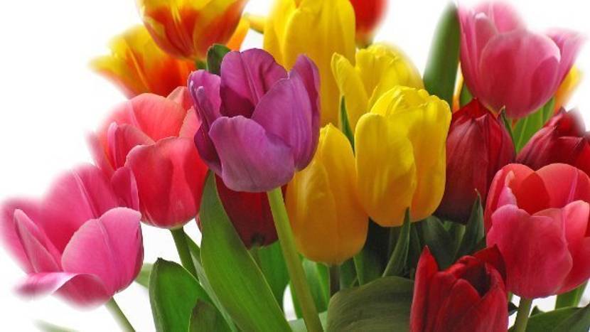 Bedeutung bunte Tulpen