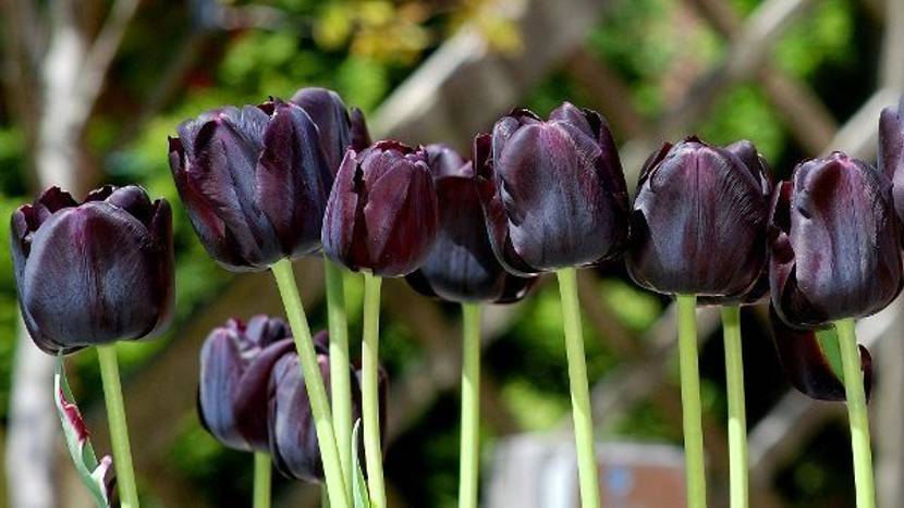 Bedeutung schwarze Tulpen