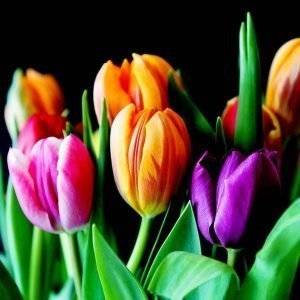tulpen-1