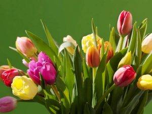 Die Geschichte der Tulpe