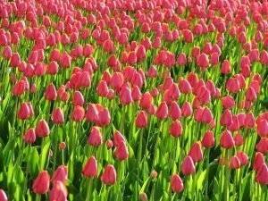 Tulpen aus Deutschland