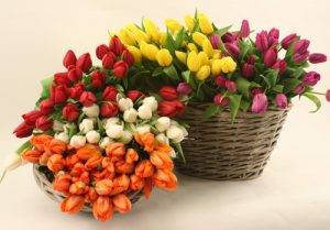 Tulpen in unterschiedlichen Farben
