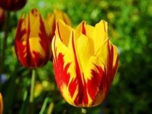 Tulpen mehrfarbige Züchtungen