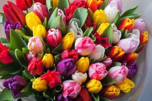 tulpen-bedeutung-bunter-strauss
