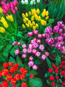 tulpen-bunt
