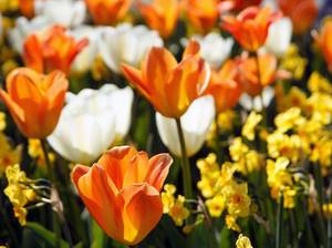 tulpen-narzissen