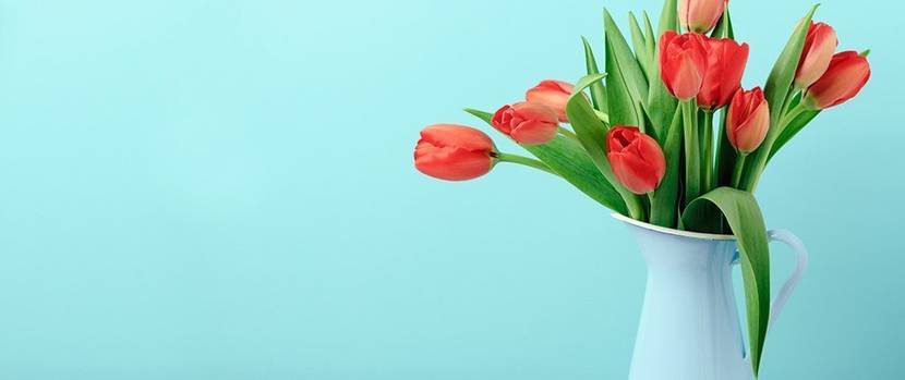 tulpen-pflege
