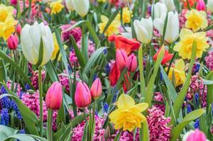 tulpen-und-andere-blumen
