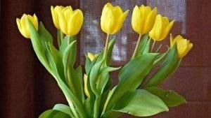 tulpen für den osterstrauss
