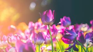 tulpenwiese