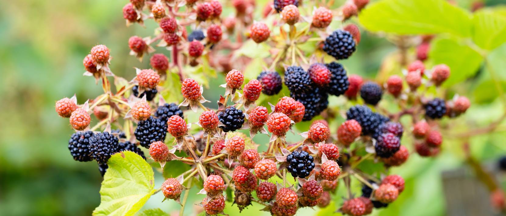 Brombeeren pflanzen im Topf Eine Anleitung in 5 Schritten