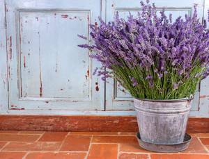 lavendel in eimer