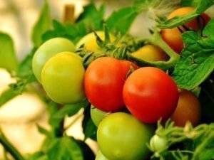 rote und grüne Tomaten