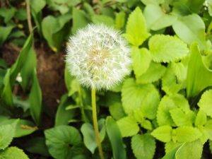 Kuhblume