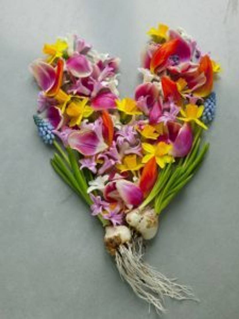 valentinsherzen-blumen-fruehblueher