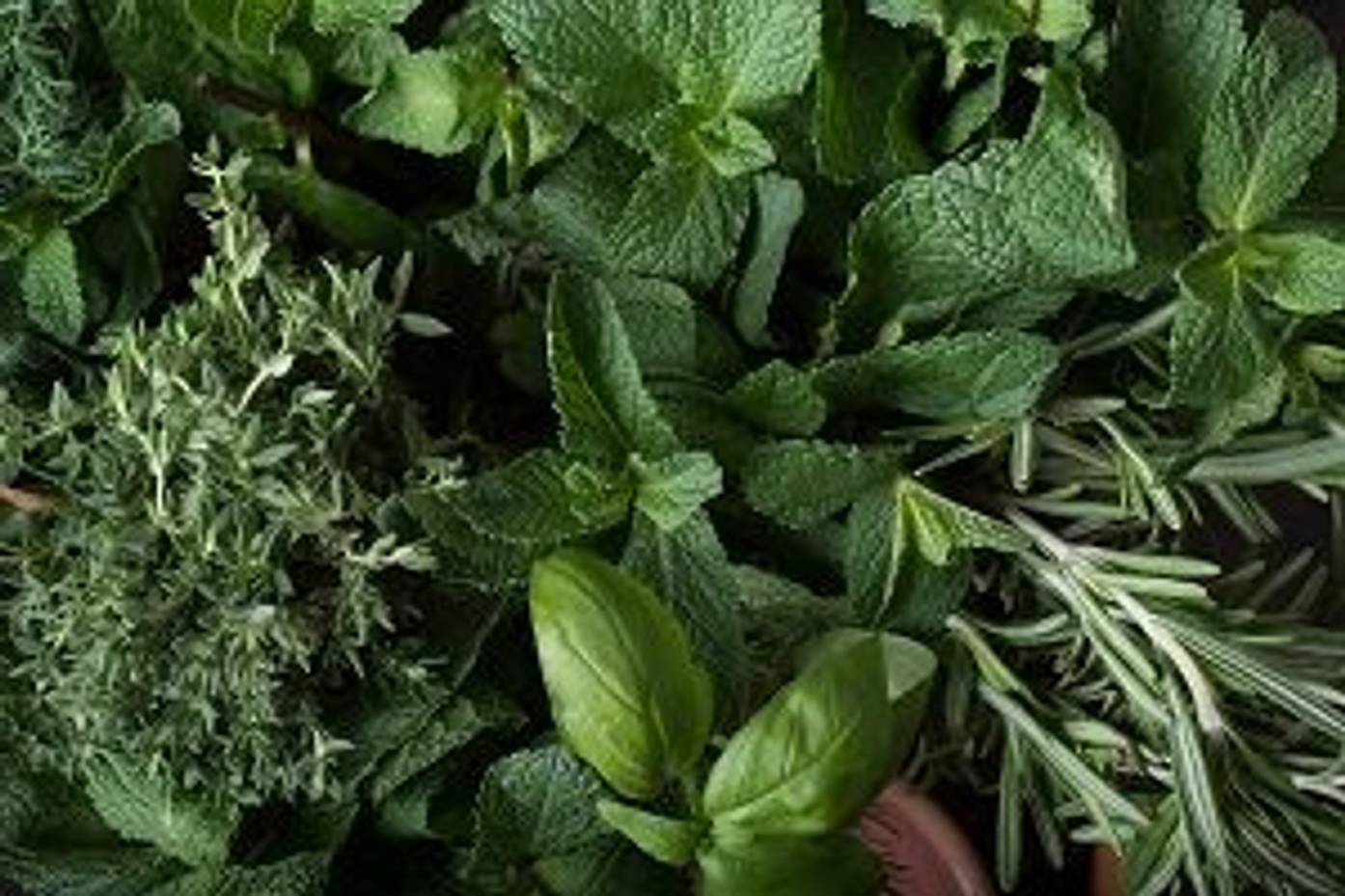 Pflanzen gegen Wespen Wespen natürlich fernhalten