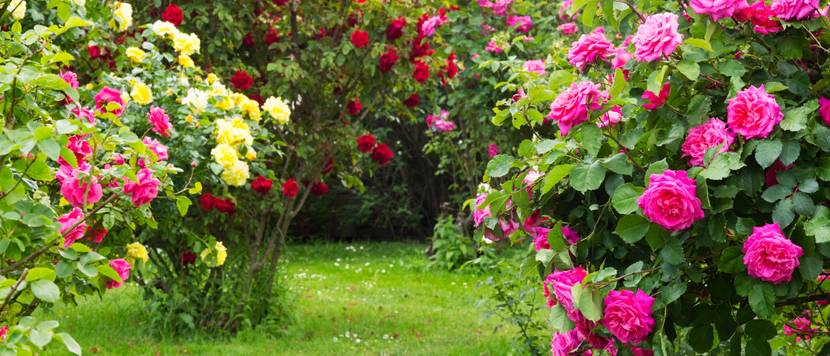 verschiedene rosenstraeucher