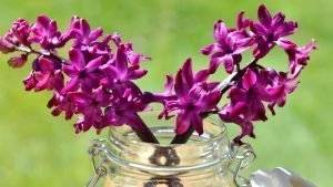 violette-hyazinthen für den osterstrauss