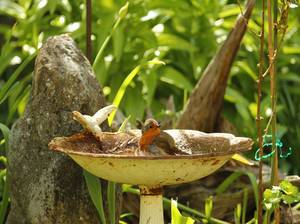 Ein Rotkehlchen badet im Sommer im Garten im Wasser