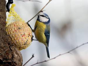 vogelfutter-selber-machen-meisenknoedel.