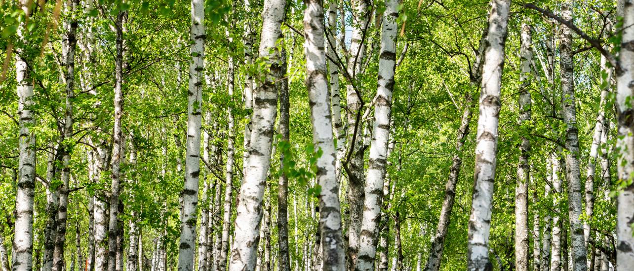 Birke im Garten Auswahl und Pflanzen einer Birke in 4 Schritten