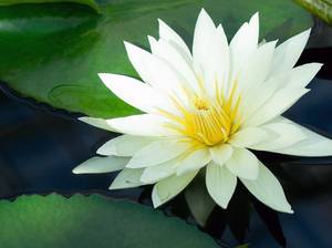 wasserpflanzen-seerose
